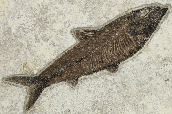 Fossil Fish (Knightia) - Huge For Species #222868